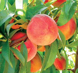 NemaGuard Peaches